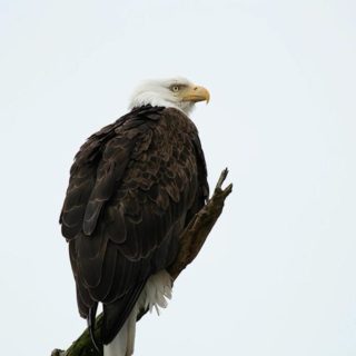 bald-eagle-wildlife