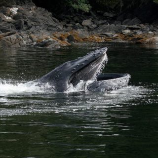 humpback-whale-watching