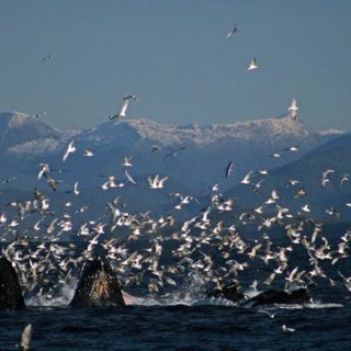 humpback-whales-bubble-netting
